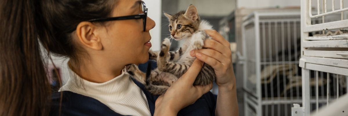Barınaktan Kedi Sahiplenme Süreci Nasıl İşliyor?