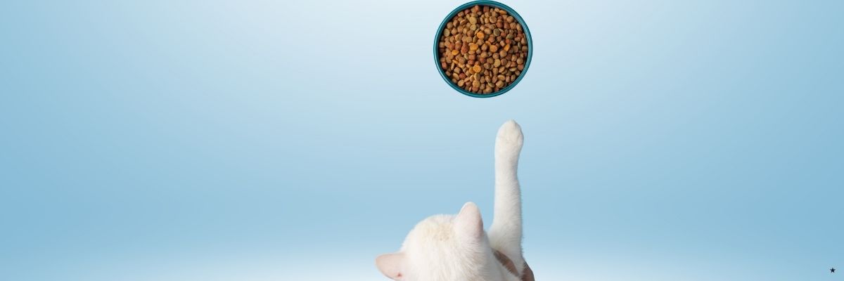 En İyi Kedi Mamaları FiyatPerformans Önerileri