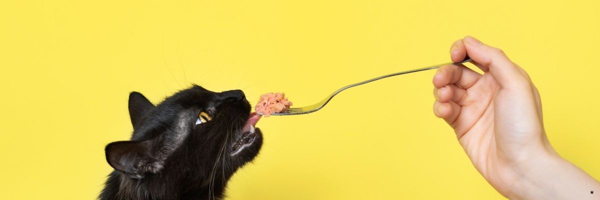 Evde Kedi Maması Nasıl Hazırlanır