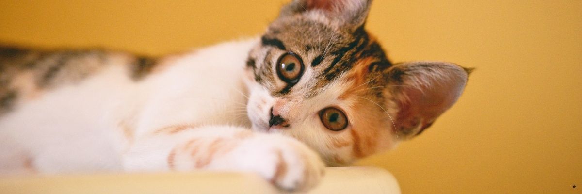 Kedi Sahiplenmeden Önce Bilmeniz Gerekenler