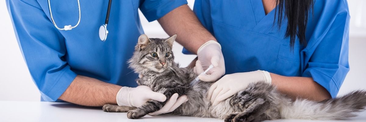 Kediler Ne Sıklıkla Veterinere Götürülmeli