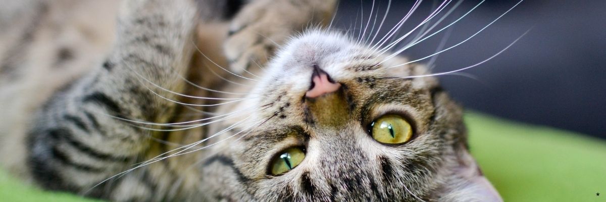 Kedilerde Yalnızlık ve Depresyon Belirtileri