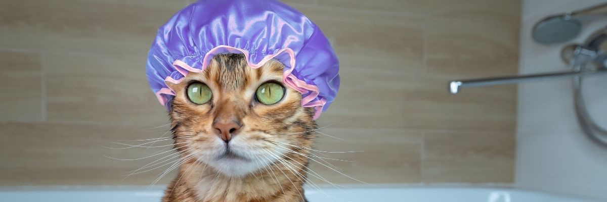 Kedilere Banyo Yaptırmak Gerekir mi Nasıl Yapılır