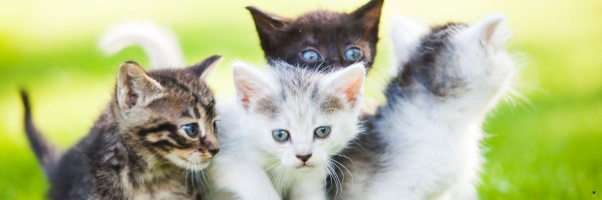 Kedinize Göre Burç Yorumu Astro-Kedi Rehberi