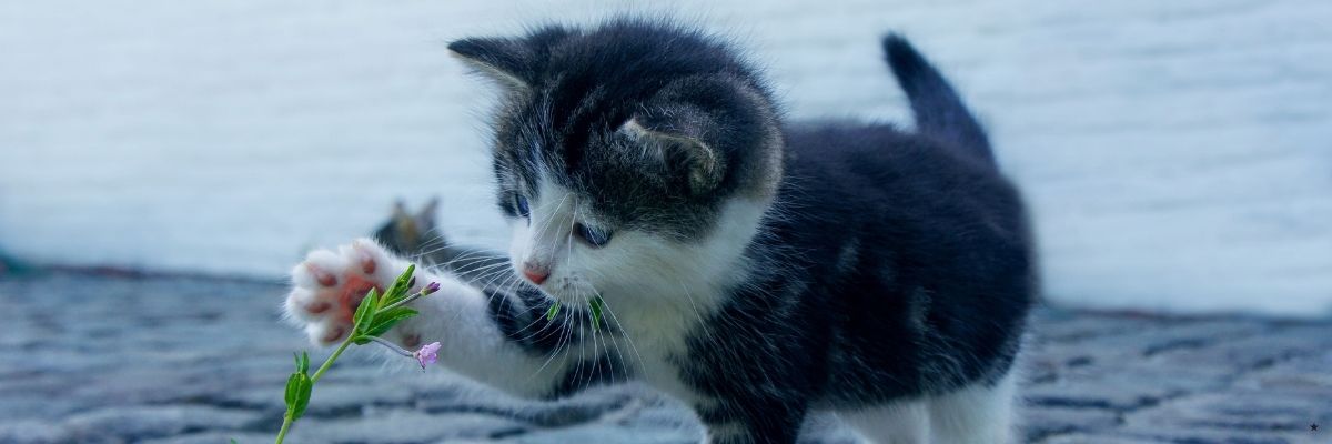 Yavru Kedi Sahiplenenler İçin Özel Bakım Rehberi