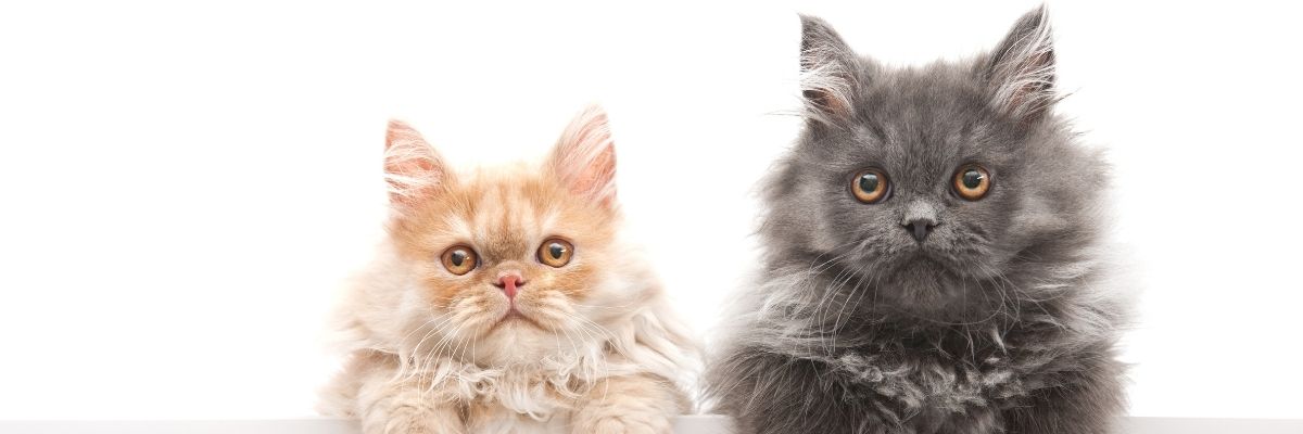Yeni Kedi Sahiplenenler İçin Temel Bakım Rehberi