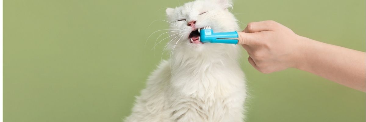 Kedi Ağız ve Diş Sağlığı İçin Temel Bakım