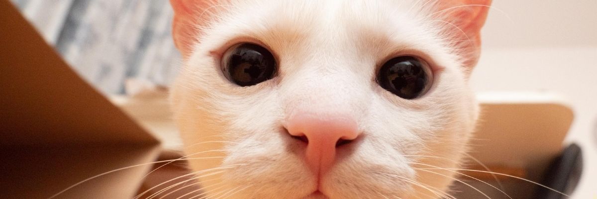 Kedi Sosyalleşmesi Nasıl Desteklenir?