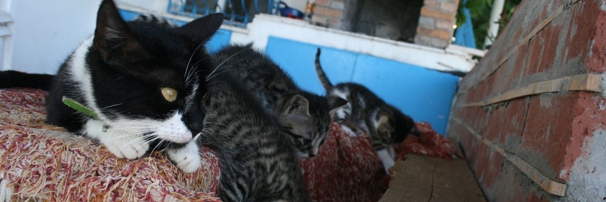 Kediler İçin Takviye Gıdalar: Ne Zaman Gerekli?