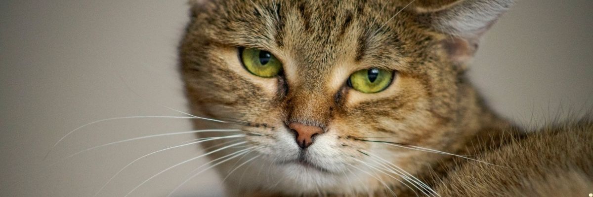 Kedinizin Kilosunu Nasıl Dengede Tutarsınız?