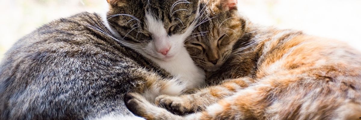 Yaşlı Kedi Sahiplenmenin Farklılıkları ve Avantajları