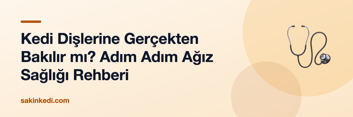 Kedi Dişlerine Gerçekten Bakılır mı? Adım Adım Ağız Sağlığı Rehberi