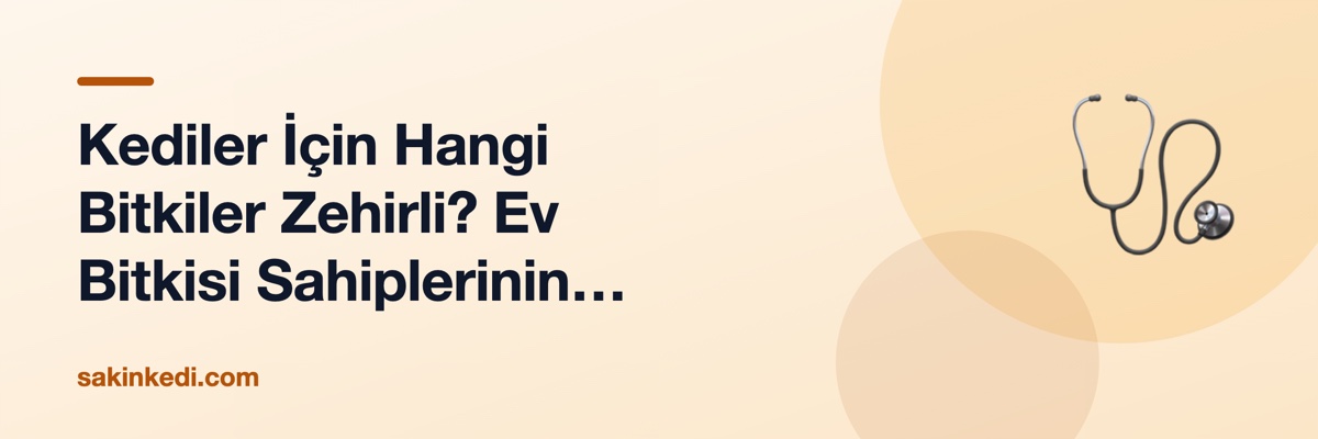 Kediler İçin Hangi Bitkiler Zehirli? Ev Bitkisi Sahiplerinin Bilmesi Gerekenler